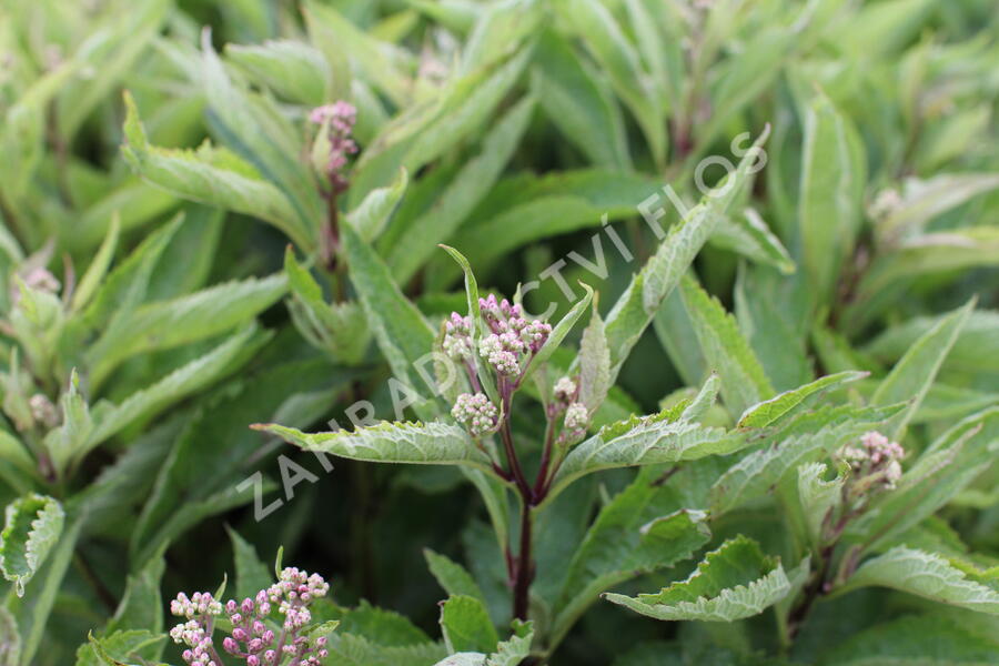Sadec skvrnitý 'Little-Pye' - Eupatorium maculatum 'Little-Pye'
