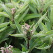 Sadec skvrnitý 'Little-Pye' - Eupatorium maculatum 'Little-Pye'