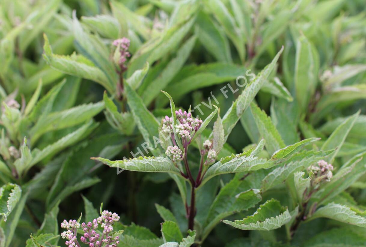 Sadec skvrnitý 'Little-Pye' - Eupatorium maculatum 'Little-Pye'