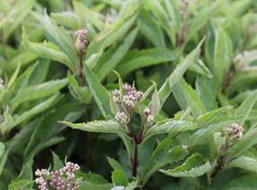 Sadec skvrnitý 'Little-Pye' - Eupatorium maculatum 'Little-Pye'