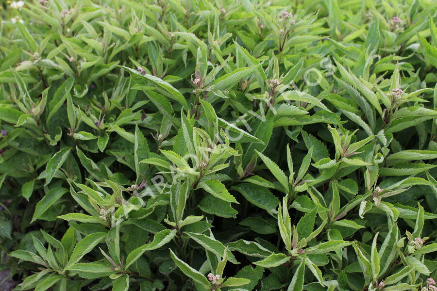 Sadec skvrnitý 'Little-Pye' - Eupatorium maculatum 'Little-Pye'