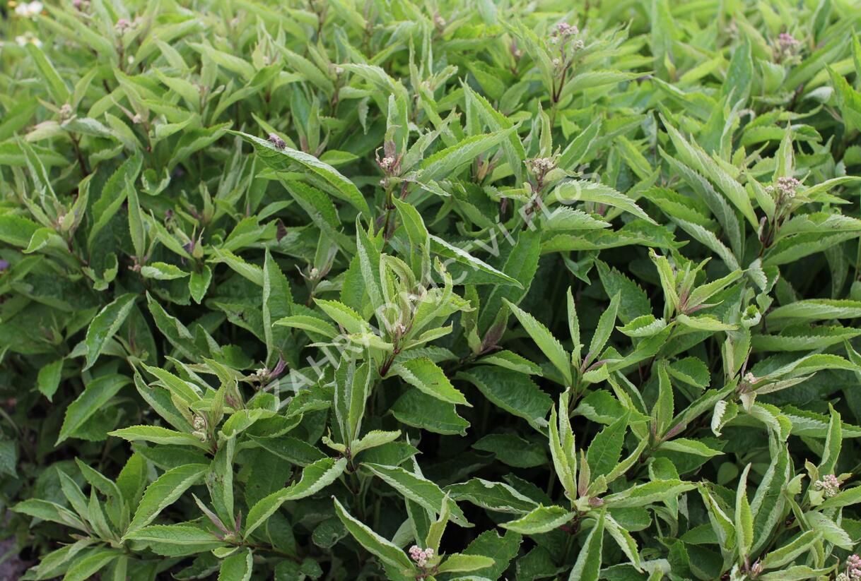 Sadec skvrnitý 'Little-Pye' - Eupatorium maculatum 'Little-Pye'