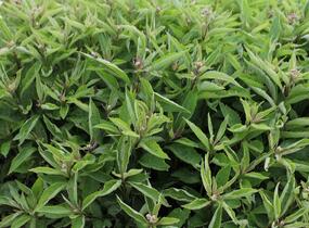 Sadec skvrnitý 'Little-Pye' - Eupatorium maculatum 'Little-Pye'