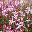 Svíčkovec 'Butterfly Appleblossom' - Gaura lindheimeri 'Butterfly Appleblossom'