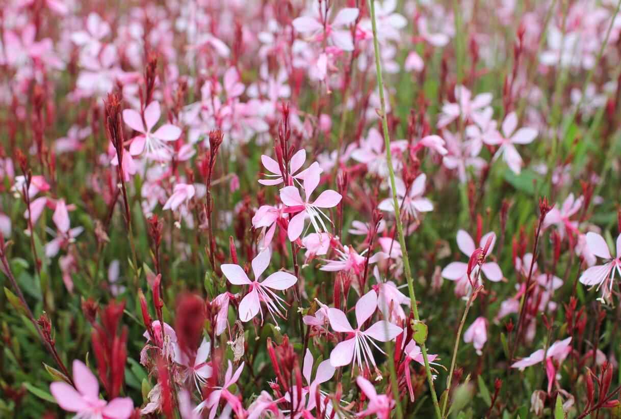 Svíčkovec 'Butterfly Appleblossom' - Gaura lindheimeri 'Butterfly Appleblossom'
