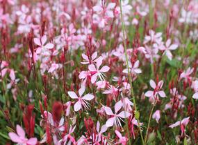 Svíčkovec 'Butterfly Appleblossom' - Gaura lindheimeri 'Butterfly Appleblossom'