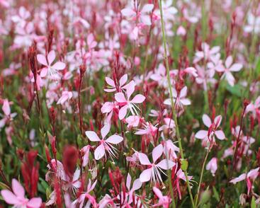 Svíčkovec 'Butterfly Appleblossom'