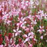 Gaura lindheimeri 'Butterfly Appleblossom'.JPG