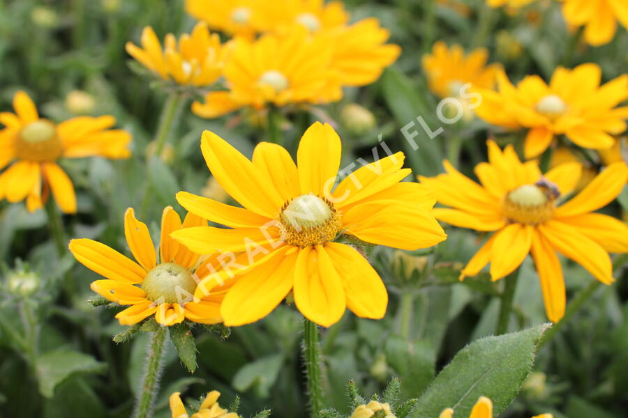 Třapatka 'Summerdaisy's Golden Sun' - Rudbeckia hybrida 'Summerdaisy's Golden Sun'