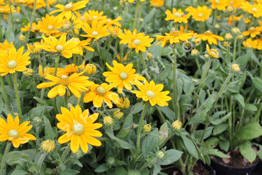 Třapatka 'Summerdaisy's Golden Sun' - Rudbeckia hybrida 'Summerdaisy's Golden Sun'