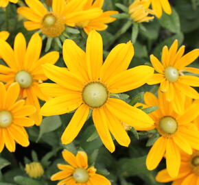 Třapatka 'Summerdaisy's Golden Sun' - Rudbeckia hybrida 'Summerdaisy's Golden Sun'