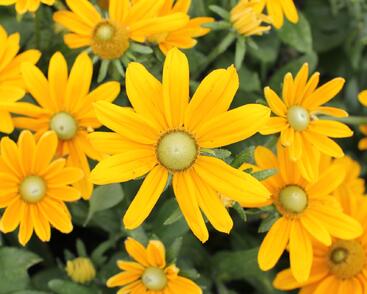 Třapatka 'Summerdaisy's Golden Sun'