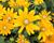Třapatka 'Summerdaisy's Golden Sun'