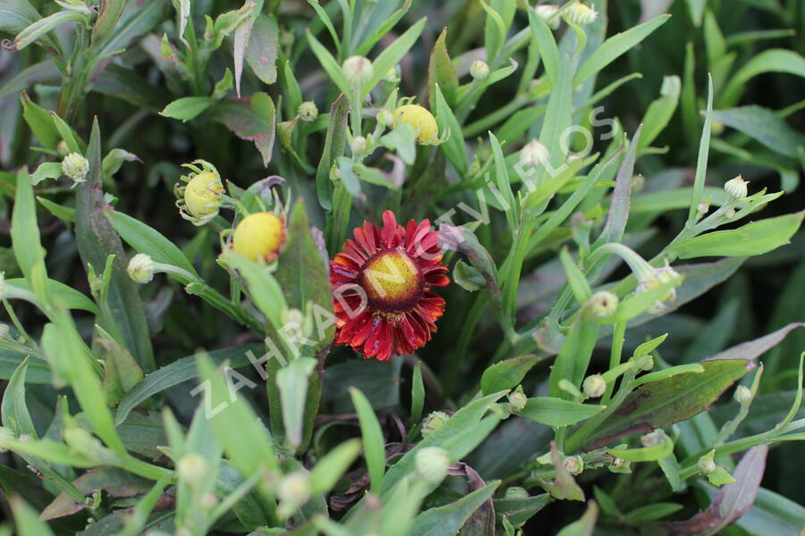 Záplevák 'Ranchera' - Helenium 'Ranchera'