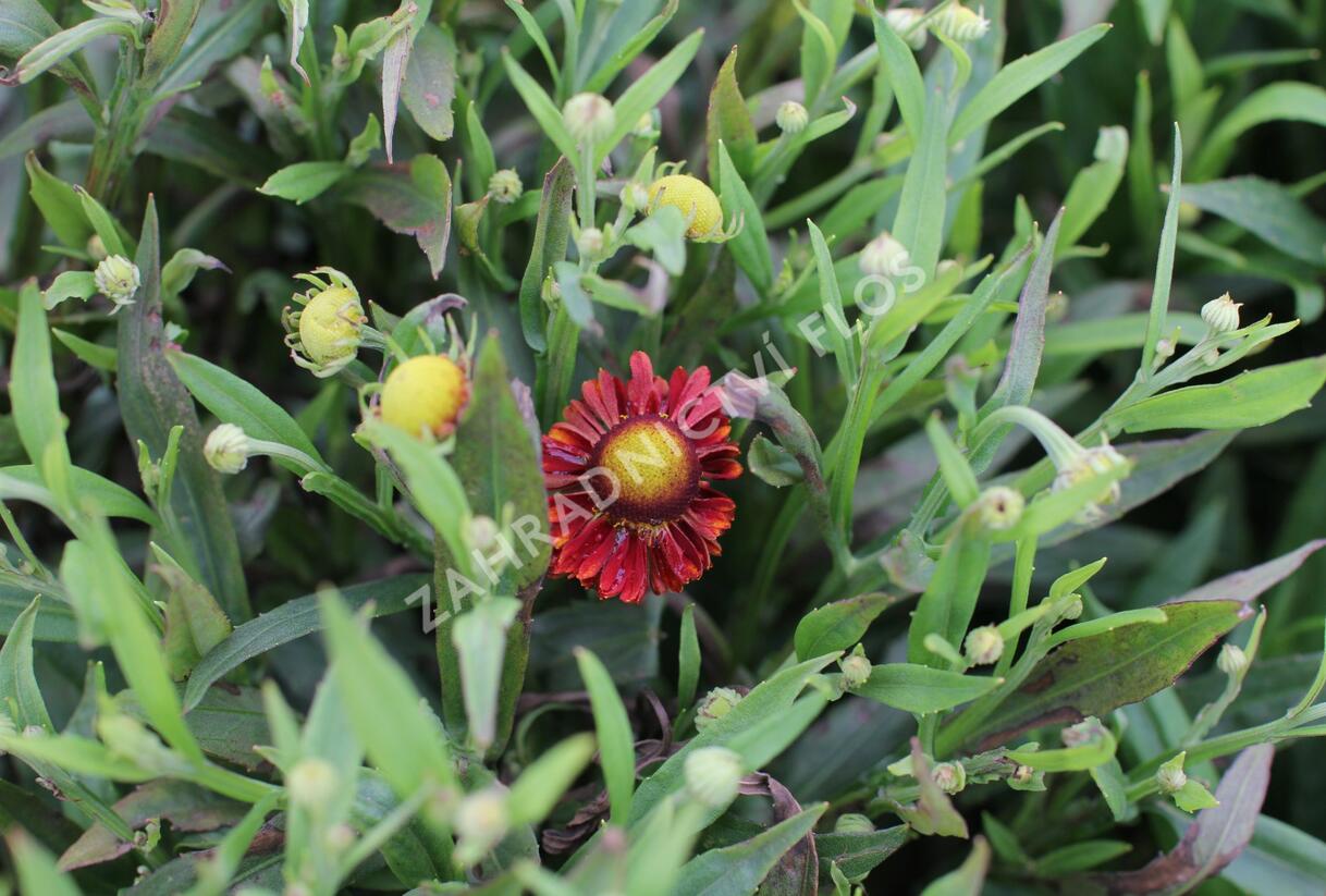 Záplevák 'Ranchera' - Helenium 'Ranchera'