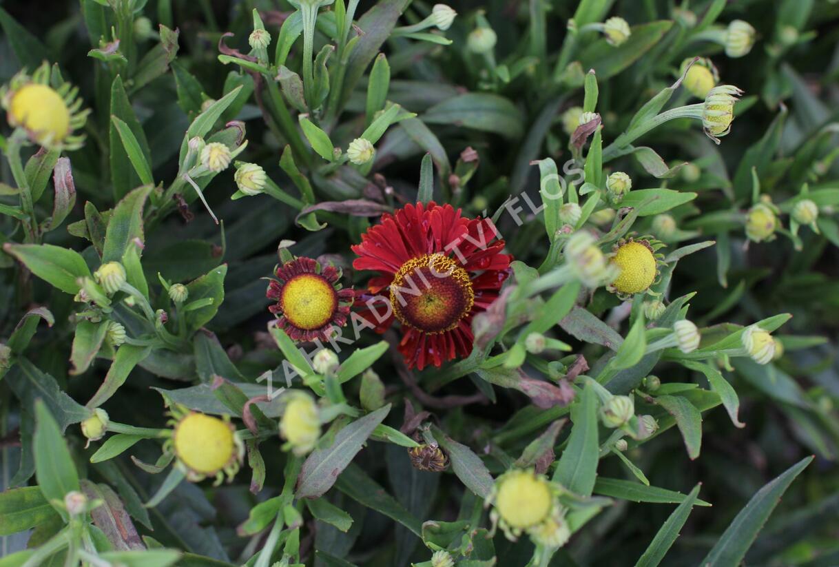 Záplevák 'Ranchera' - Helenium 'Ranchera'