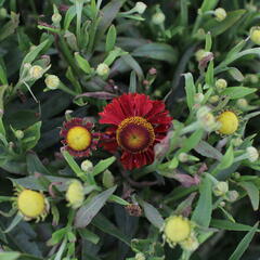 Záplevák 'Ranchera' - Helenium 'Ranchera'