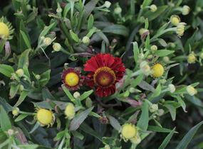 Záplevák 'Ranchera' - Helenium 'Ranchera'