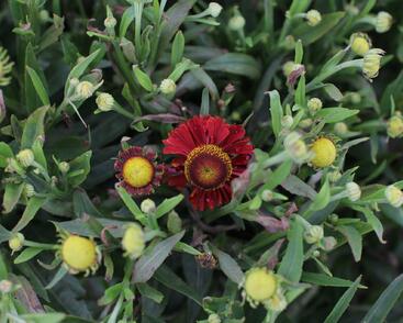 Záplevák 'Ranchera'