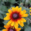 Třapatka hybrida 'Summerdaisy's Compact Red Ring' - Rudbeckia hybrida 'Summerdaisy's Compact Red Ring'