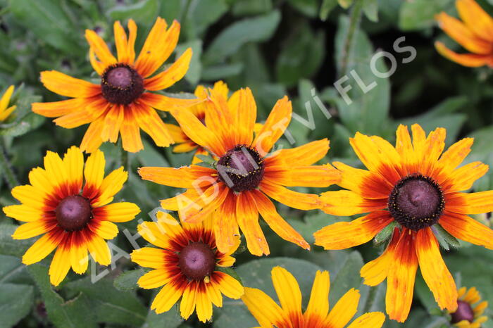 Třapatka hybrida 'Summerdaisy's Compact Red Ring' - Rudbeckia hybrida 'Summerdaisy's Compact Red Ring'