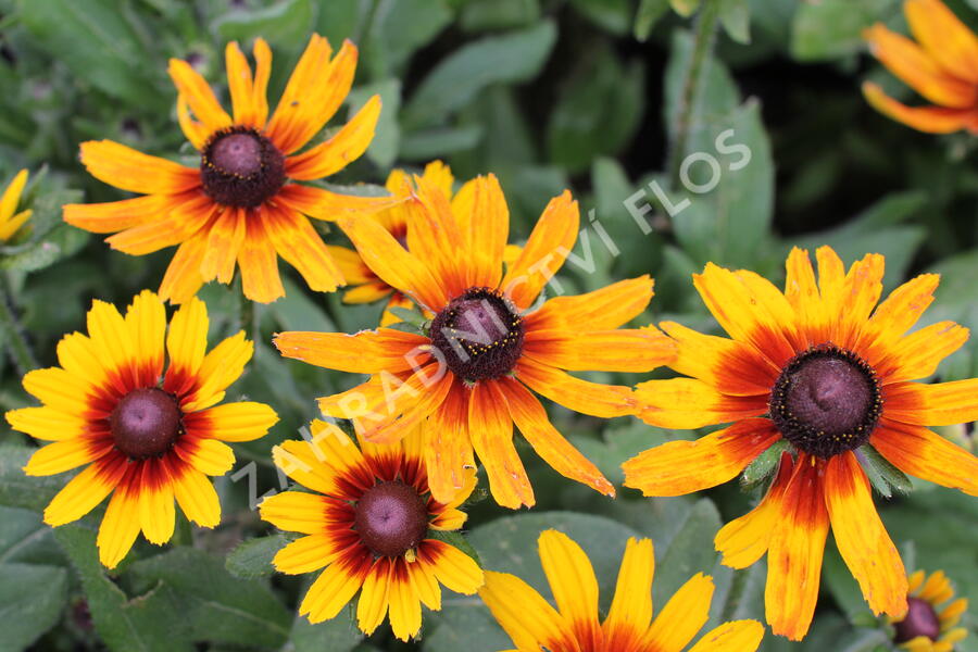 Třapatka hybrida 'Summerdaisy's Compact Red Ring' - Rudbeckia hybrida 'Summerdaisy's Compact Red Ring'