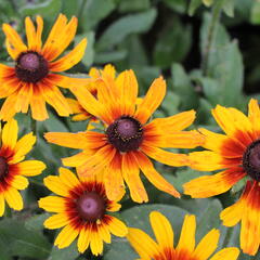 Třapatka hybrida 'Summerdaisy's Compact Red Ring' - Rudbeckia hybrida 'Summerdaisy's Compact Red Ring'