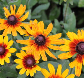 Třapatka hybrida 'Summerdaisy's Compact Red Ring' - Rudbeckia hybrida 'Summerdaisy's Compact Red Ring'