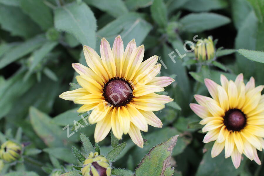 Třapatka 'Summerdaisy's Pink Lemon' - Rudbeckia hybrida 'Summerdaisy's Pink Lemon'