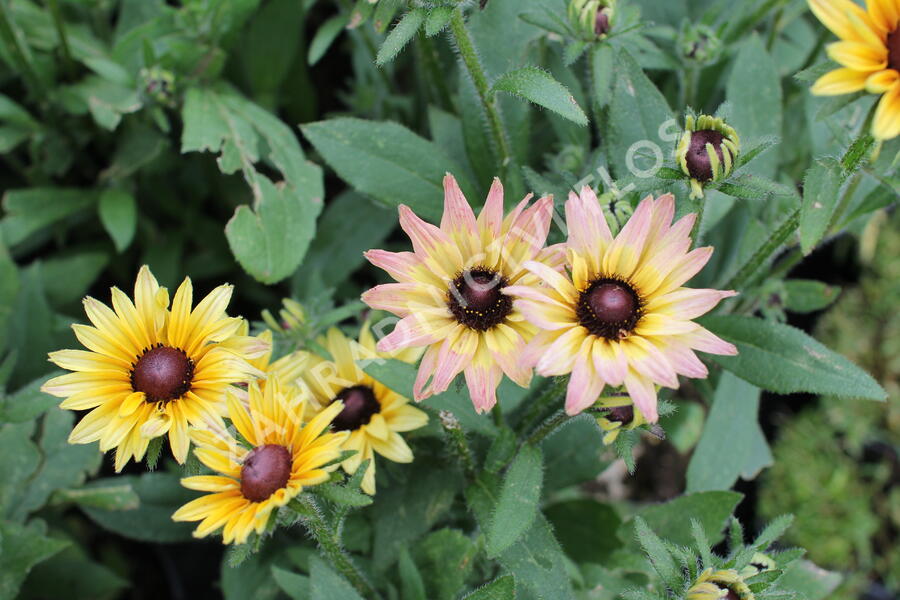 Třapatka 'Summerdaisy's Pink Lemon' - Rudbeckia hybrida 'Summerdaisy's Pink Lemon'