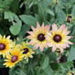 Třapatka 'Summerdaisy's Pink Lemon' - Rudbeckia hybrida 'Summerdaisy's Pink Lemon'