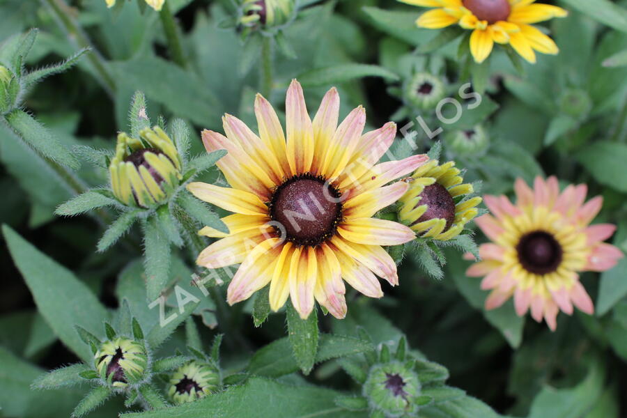 Třapatka 'Summerdaisy's Pink Lemon' - Rudbeckia hybrida 'Summerdaisy's Pink Lemon'