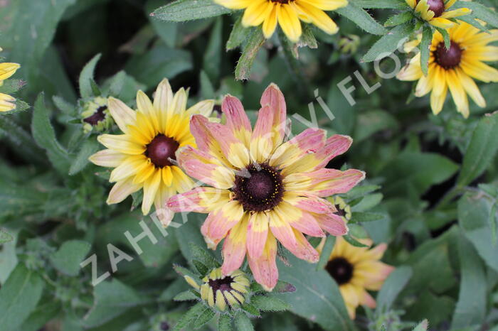 Třapatka 'Summerdaisy's Pink Lemon' - Rudbeckia hybrida 'Summerdaisy's Pink Lemon'