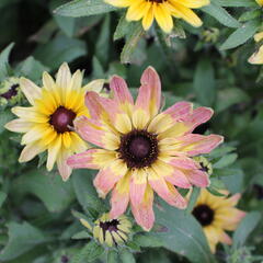 Třapatka 'Summerdaisy's Pink Lemon' - Rudbeckia hybrida 'Summerdaisy's Pink Lemon'