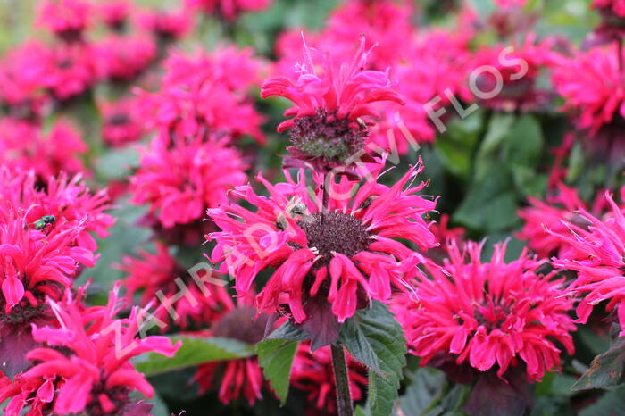 Zavinutka 'Bee-Happy' - Monarda 'Bee-Happy'