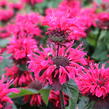 Zavinutka 'Bee-Happy' - Monarda 'Bee-Happy'