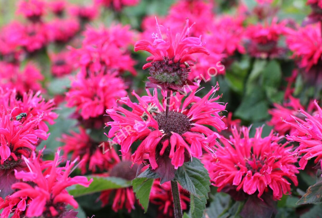Zavinutka 'Bee-Happy' - Monarda 'Bee-Happy'