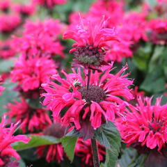 Zavinutka 'Bee-Happy' - Monarda 'Bee-Happy'