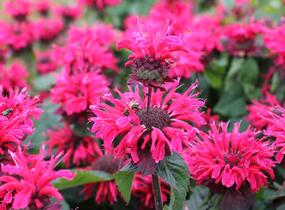 Zavinutka 'Bee-Happy' - Monarda 'Bee-Happy'