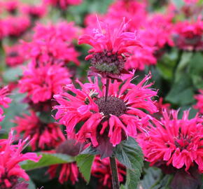 Zavinutka 'Bee-Happy' - Monarda 'Bee-Happy'