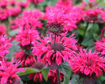 Zavinutka 'Bee-Happy'