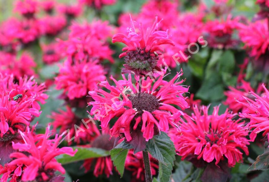 Zavinutka 'Bee-Happy' - Monarda 'Bee-Happy'