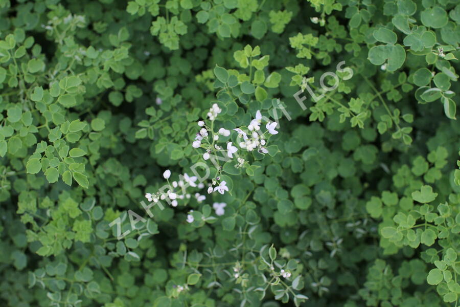 Žluťucha Delavayova 'Splendide White' - Thalictrum delavayi 'Splendide White'