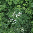 Žluťucha Delavayova 'Splendide White' - Thalictrum delavayi 'Splendide White'