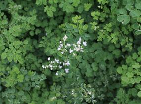 Žluťucha Delavayova 'Splendide White' - Thalictrum delavayi 'Splendide White'