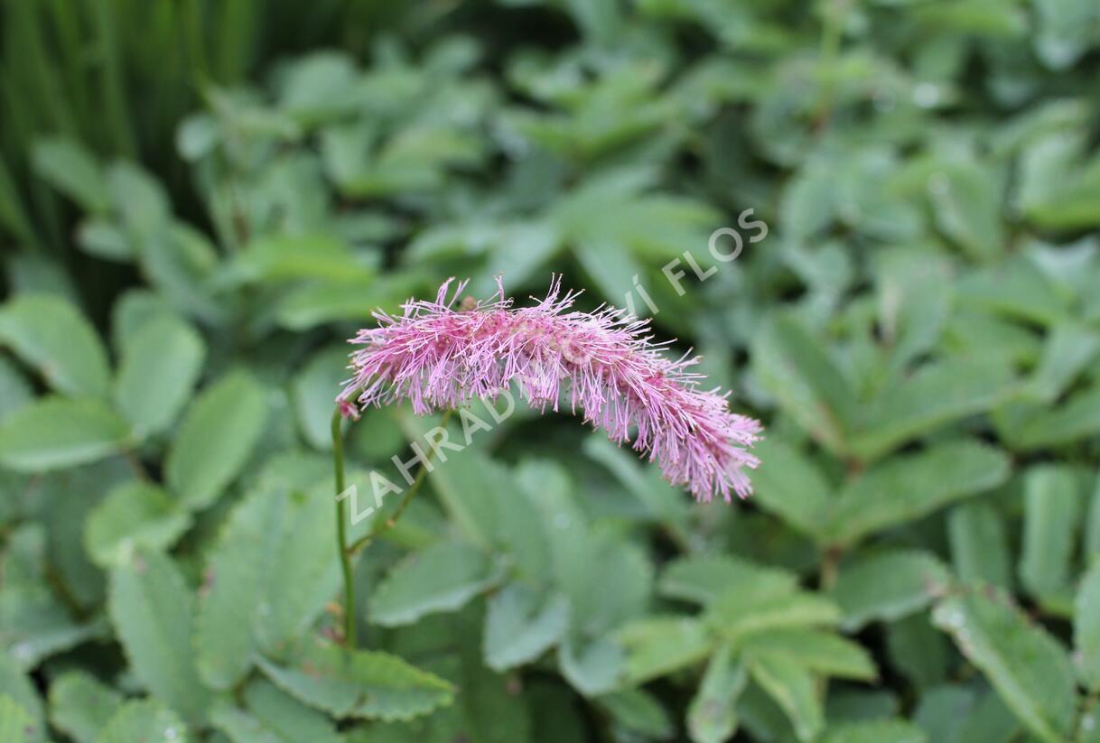 Krvavec 'Lilac Squirrel' - Sanguisorba hakusanensis 'Lilac Squirrel'