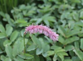 Krvavec 'Lilac Squirrel' - Sanguisorba hakusanensis 'Lilac Squirrel'