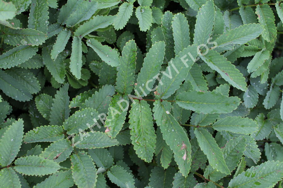 Krvavec 'Lilac Squirrel' - Sanguisorba hakusanensis 'Lilac Squirrel'