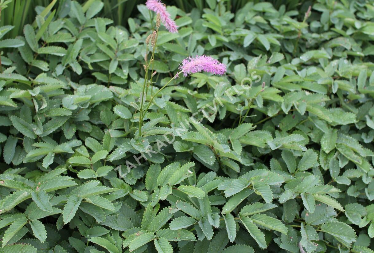 Krvavec 'Lilac Squirrel' - Sanguisorba hakusanensis 'Lilac Squirrel'