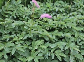 Krvavec 'Lilac Squirrel' - Sanguisorba hakusanensis 'Lilac Squirrel'